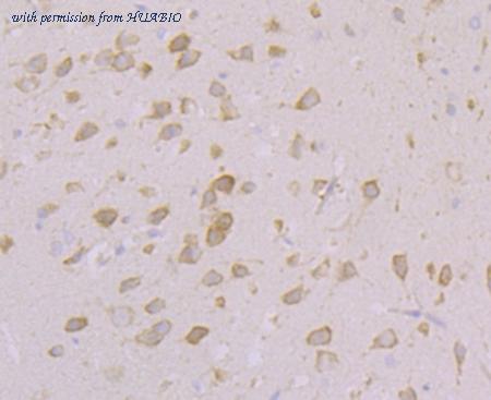 HUABIO ER1803-24 image 2