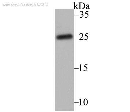 HUABIO ER1803-27 image 1