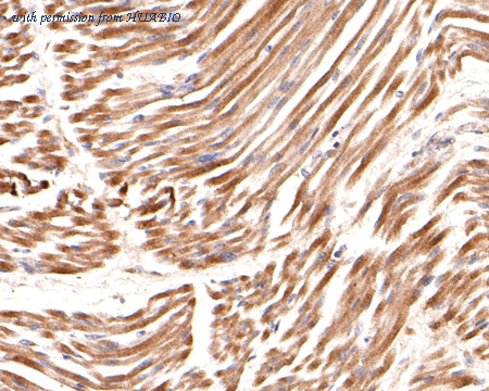 HUABIO ER1803-27 image 2