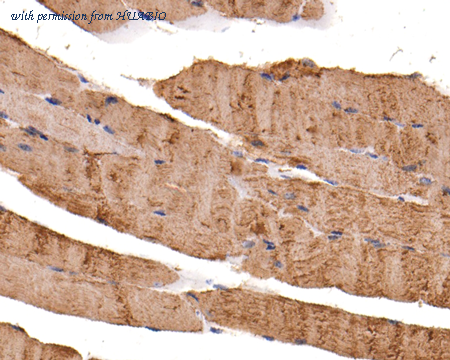 HUABIO ER1803-27 image 3