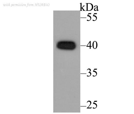 HUABIO ER1803-28 image 1