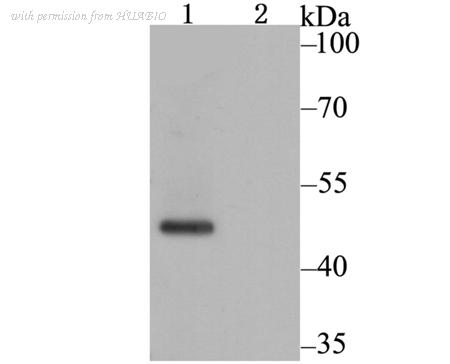 HUABIO ER1803-29 image 1