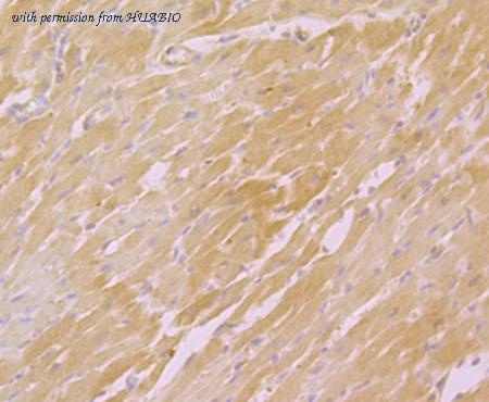 HUABIO ER1803-29 image 2