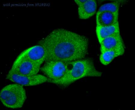 HUABIO ER1803-32 image 2