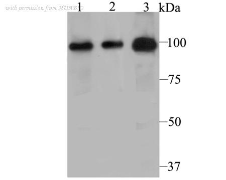 HUABIO ER1803-37 image 1