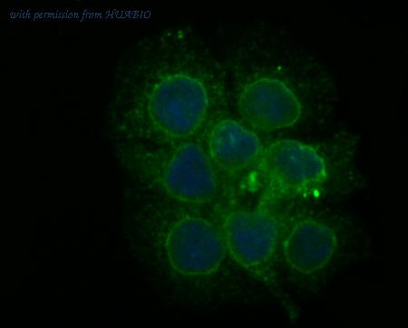 HUABIO ER1803-37 image 3