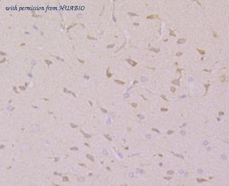 HUABIO ER1803-43 image 2