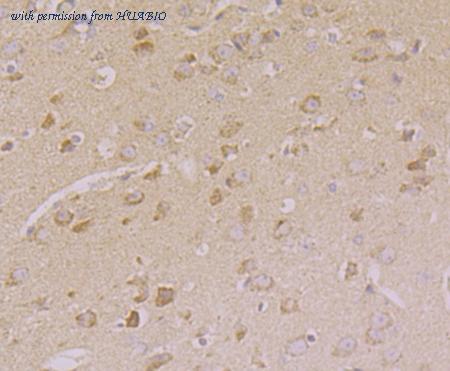 HUABIO ER1803-43 image 3