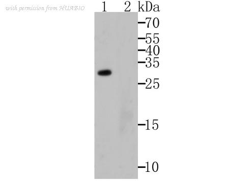 HUABIO ER1803-44 image 1