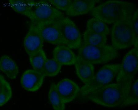 HUABIO ER1803-47 image 1