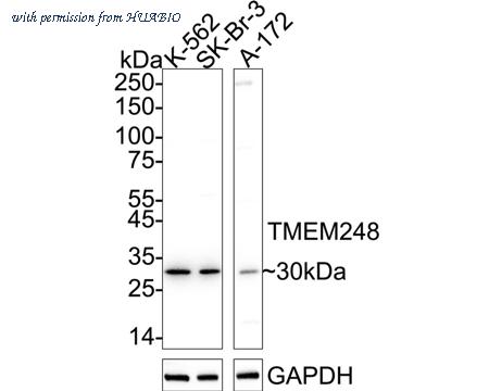 HUABIO ER1803-48 image 1