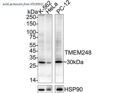 HUABIO ER1803-48 image 2