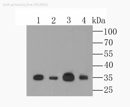 HUABIO ER1803-57 image 1
