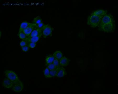 HUABIO ER1803-57 image 2