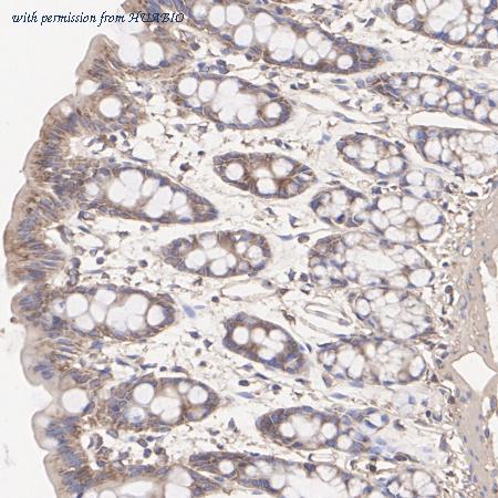 HUABIO ER1803-60 image 3