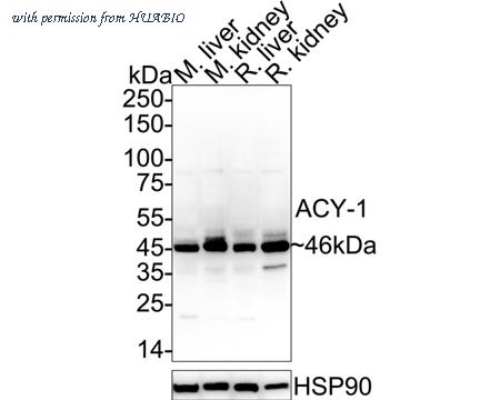 HUABIO ER1803-75 image 1