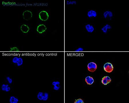 HUABIO ER1803-77 image 2