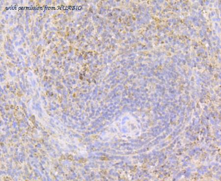 HUABIO ER1803-77 image 3