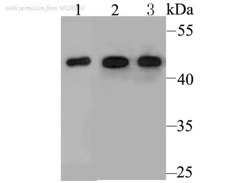 HUABIO ER1803-79 image 1