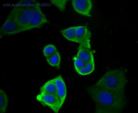 HUABIO ER1803-79 image 3