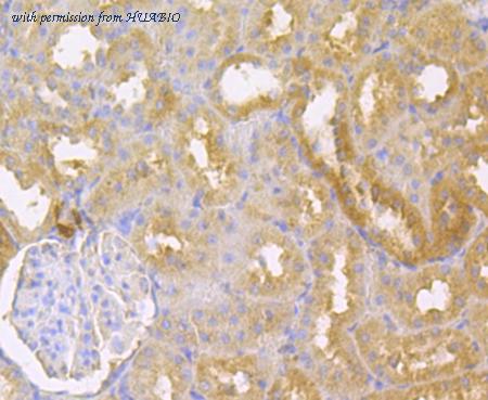 HUABIO ER1803-85 image 2