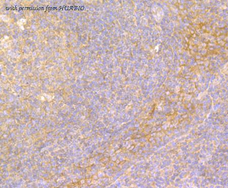 HUABIO ER1803-85 image 3