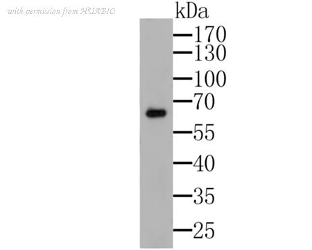HUABIO ER1803-90 image 1
