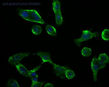 HUABIO ER1803-92 image 2