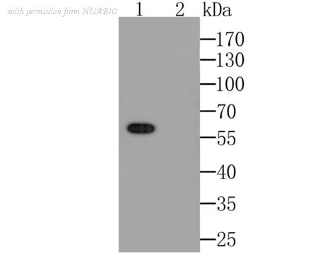 HUABIO ER1803-93 image 1