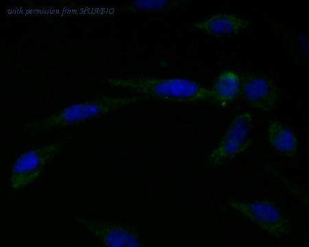 HUABIO ER1803-93 image 2