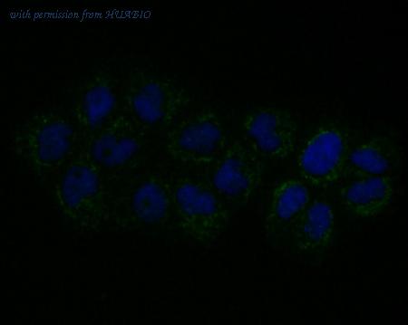 HUABIO ER1803-93 image 3