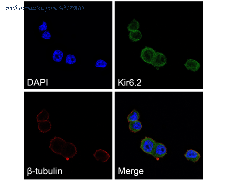 HUABIO ER1803-98 image 3