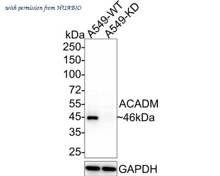 HUABIO ER1804-01 image 1