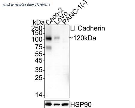 HUABIO ER1804-02 image 1