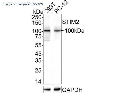 HUABIO ER1901-04 image 1