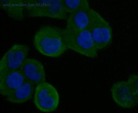 HUABIO ER1901-04 image 3