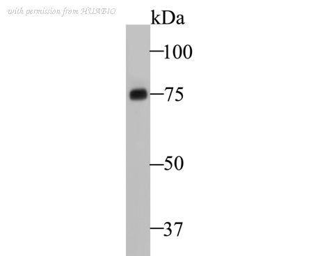 HUABIO ER1901-05 image 1