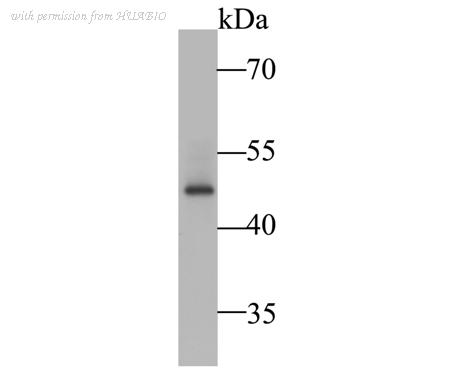 HUABIO ER1901-16 image 1