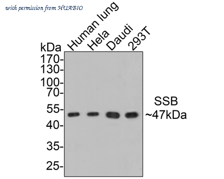HUABIO ER1901-16 image 2