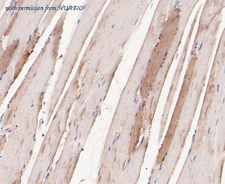 HUABIO ER1901-17 image 3