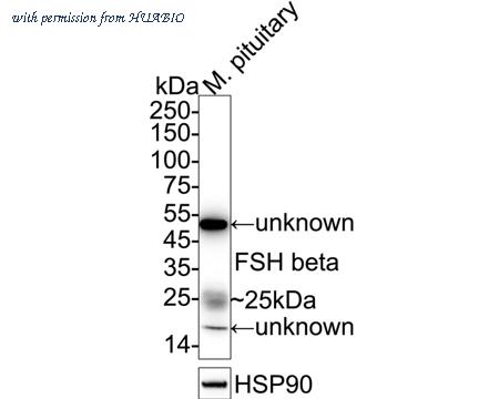 HUABIO ER1901-19 image 1
