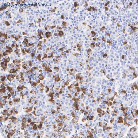 HUABIO ER1901-19 image 2