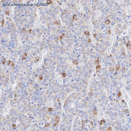 HUABIO ER1901-19 image 3