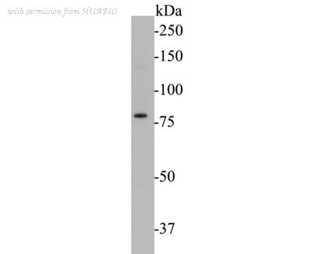 HUABIO ER1901-23 image 1