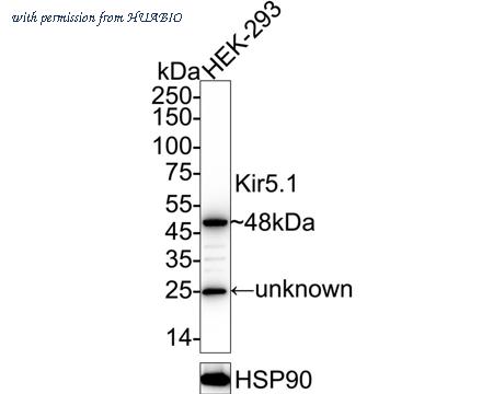 HUABIO ER1901-24 image 1