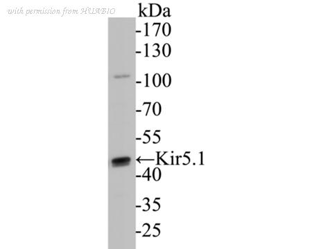 HUABIO ER1901-24 image 2