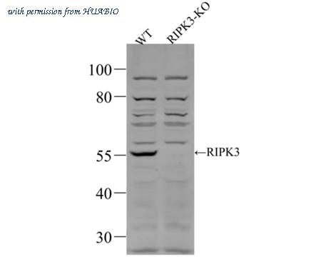 HUABIO ER1901-27 image 1