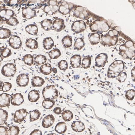 HUABIO ER1901-27 image 2