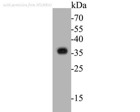 HUABIO ER1901-36 image 1