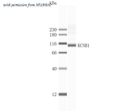 HUABIO ER1901-41 image 2